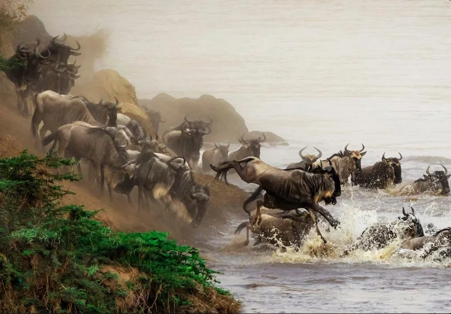 Great wildebeest migration on the Ndutu plains
